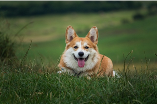 Dog Poop Pickup in Milford Michigan