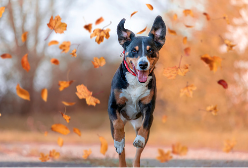 Dog Poop Pickup in Milford Michigan