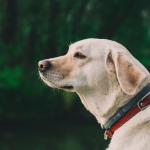 Dog Poop Pickup in Milford Michigan