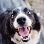 Dog Poop Pickup in Milford Michigan