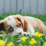 Dog Poop Pickup in Milford Michigan
